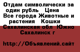 Отдам символически за один рубль › Цена ­ 1 - Все города Животные и растения » Кошки   . Сахалинская обл.,Южно-Сахалинск г.